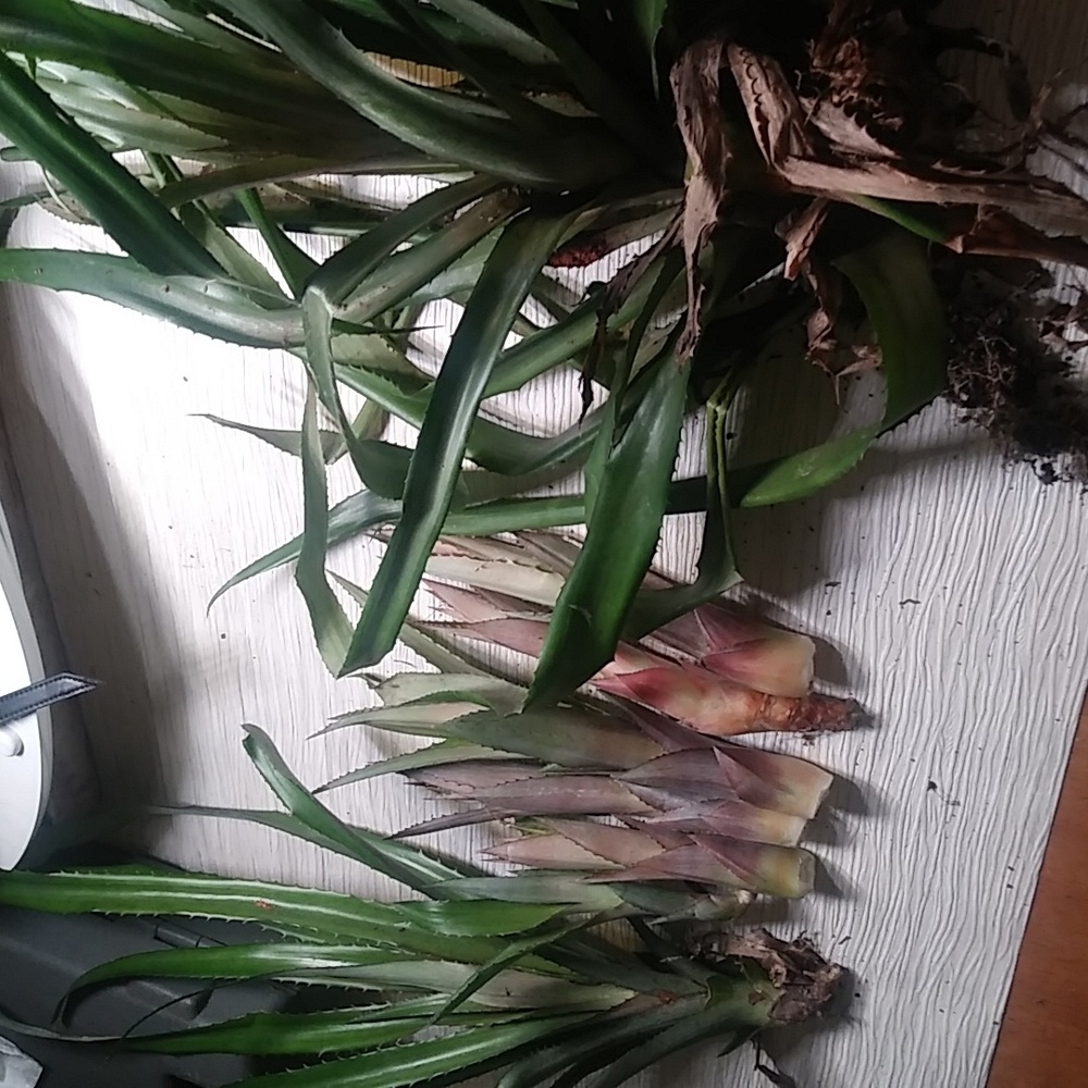 6 Red Spanish Pineapple Suckers With 2 Pups BEST AND FASTEST SELLER PLANT Freshl